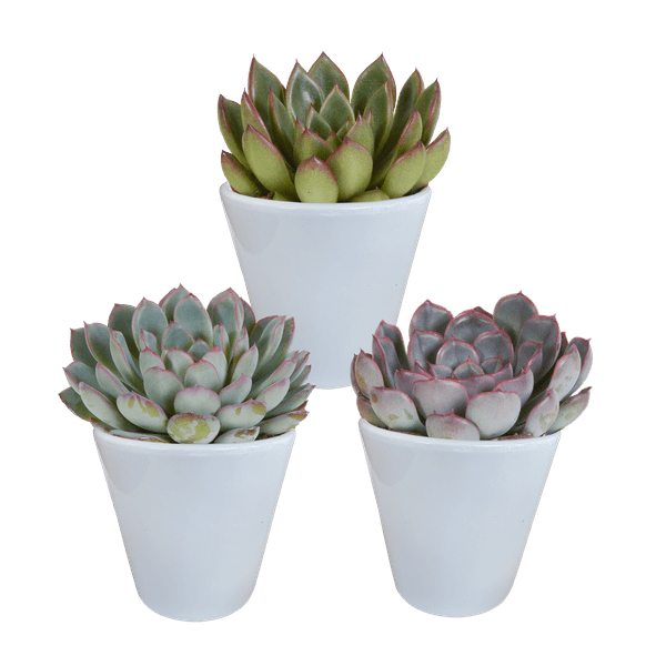 Steinrose Echeveria Mischung Zimmerpflanze Ø8,5cm mit dekorativem Übertopf – pflegeleichte Sukkulente für Wohnzimmer, Büro & helle Standorte – Plant