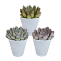 Steinrose Echeveria Mischung Zimmerpflanze Ø8,5cm mit dekorativem Übertopf – pflegeleichte Sukkulente für Wohnzimmer, Büro & helle Standorte – Plant