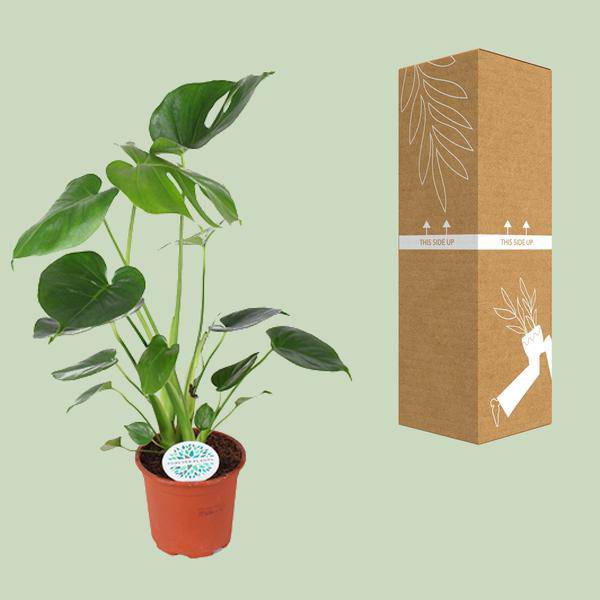 Köstliches Fensterblatt Monstera Deliciosa Zimmerpflanze Ø14cm ↕45cm – pflegeleichte Grünpflanze für Wohnzimmer, Büro & helle Standorte kaufen – Plant