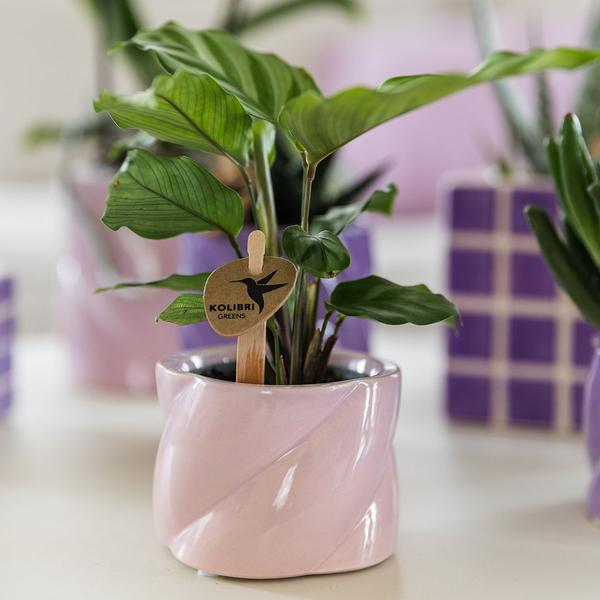 Candy Dekotopf Rosa – Ø6cm – Runder Keramik Blumentopf – Mini Blumentopf für Orchideen & kleine Zimmerpflanzen – Dekoration für Zimmer & Büro – Plant