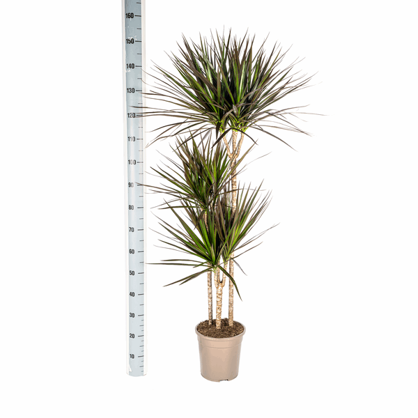 Dracaena Marginata Magenta – Drachenbaum – Zimmerpflanze Ø24cm ↕130-150cm – Dunkelgrüne Blätter mit Rotrand – Pflegeleicht – Plant