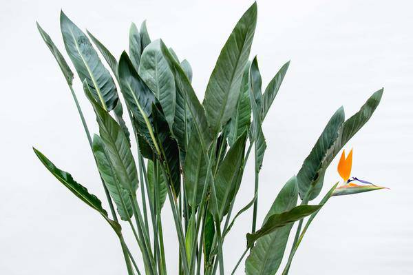 Strelitzia Reginae – Paradiesvogelblume – Zimmerpflanze 160cm – Ø30cm – Exotische Pflanze mit orangefarbenen Blüten – Pflegeleicht – Plant