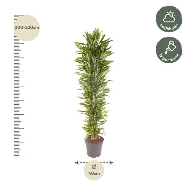 Drachenbaum Zimmerpflanze Ø40cm ↕210cm – pflegeleichte Grünpflanze für Wohnzimmer, Büro & helle Standorte kaufen – Plant