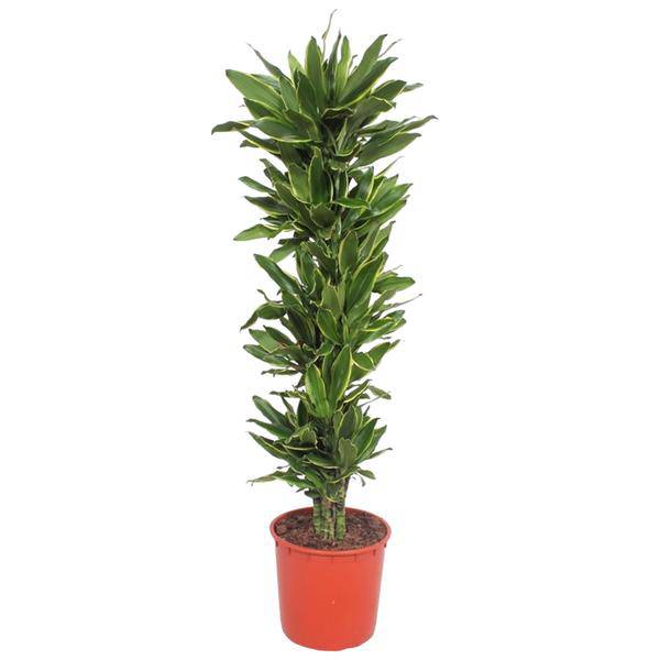 Drachenbaum Dracaena Golden Coast – 200cm hoch – Ø34cm – Elegante Zimmerpflanze mit goldgrünem Blattwerk – Pflegeleicht & robust – für Zimmer & Büro – Plant