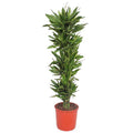 Drachenbaum Dracaena Golden Coast – 200cm hoch – Ø34cm – Elegante Zimmerpflanze mit goldgrünem Blattwerk – Pflegeleicht & robust – für Zimmer & Büro – Plant