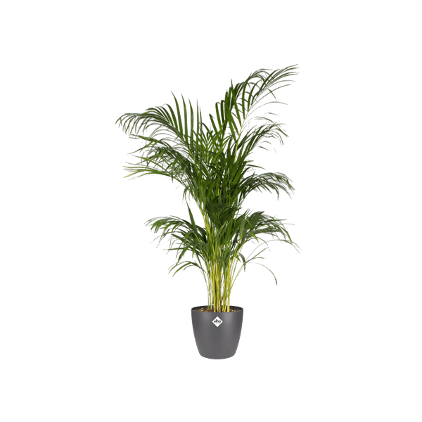 Topf Brüssel Rund Anthrazit – Ø20cm x H19cm – Moderner Pflanztopf für Zimmerpflanzen & Garten – Leicht & langlebig – Plant