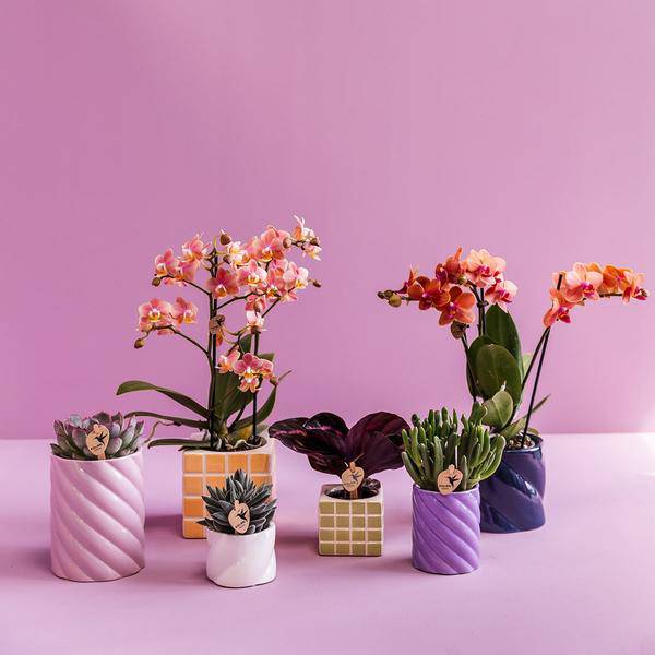 Candy Dekotopf – Hoch – Rosa – Ø9cm – Keramik Übertopf – Runde Form – Farbenfrohes Design – Für Zimmerpflanzen & Orchideen – Plant
