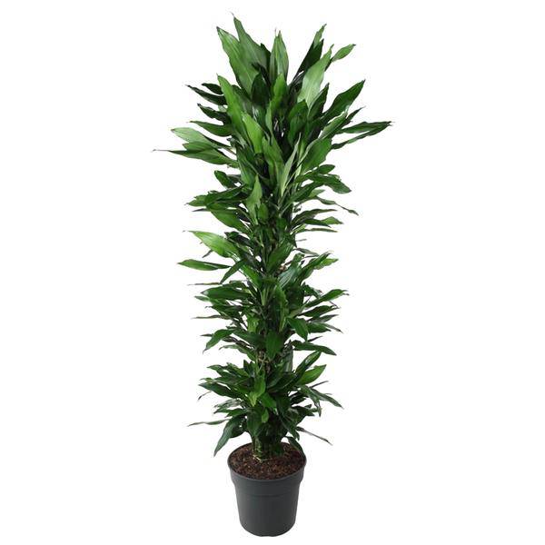 Drachenbaum Zimmerpflanze Ø34cm ↕170cm – pflegeleichte Grünpflanze für Wohnzimmer, Büro & helle Standorte kaufen – Plant