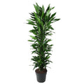 Drachenbaum Zimmerpflanze Ø34cm ↕170cm – pflegeleichte Grünpflanze für Wohnzimmer, Büro & helle Standorte kaufen – Plant
