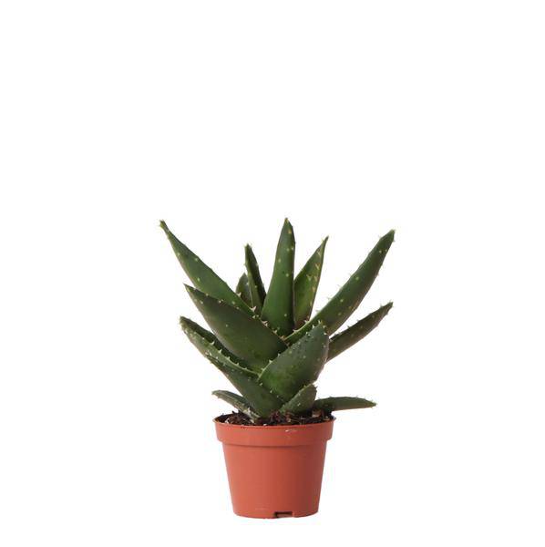 Sukkulente Aloe Brevifolia Zimmerpflanze Ø6cm – pflegeleichte Sukkulente für Wohnzimmer, Büro & helle Standorte kaufen – Plant