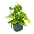 Philodendron Scandens Brasil – Zimmerpflanze – Ø12cm – Höhe ca. 20cm – Glänzende Blätter – Pflegeleicht & Halbschatten – Liebhaber – Plant