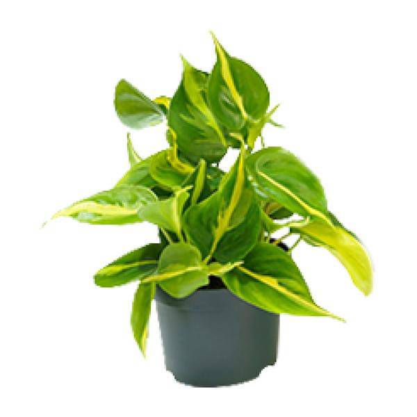 Philodendron Scandens Brasil – Zimmerpflanze – Ø12cm – Höhe ca. 20cm – Glänzende Blätter – Pflegeleicht & Halbschatten – Liebhaber – Plant