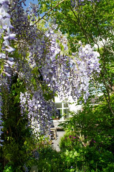 Chinesischer Duft – Blauregen Wisteria sinensis ‘Caroline’ Gartenpflanze Ø15cm ↕65cm – winterharte Pflanze für Garten, Balkon, Terrasse, Kübel – Plant