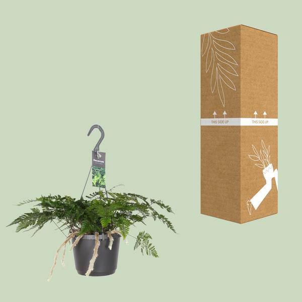 Tarantelfarn – Humata Tyermannii – Bärenfußfarn – Ø17cm ↕20-30cm – Zimmerpflanze – Pflegeleicht – Halbschatten – Luftreinigend – Plant