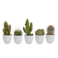 Kakteen Mix – 5 Pflanzen – Ø5,5cm Zimmerpflanzen im weißen Topf – Verschiedene Mini – Kakteen im Übertopf – Plant