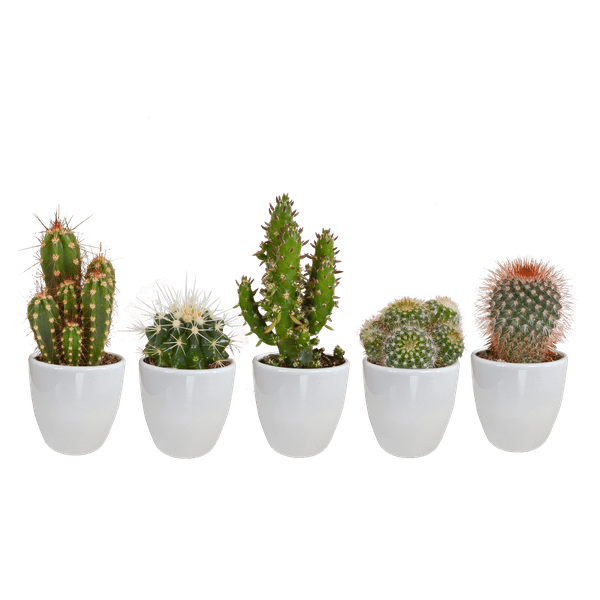 Kakteen Mix – 5 Pflanzen – Ø5,5cm Zimmerpflanzen im weißen Topf – Verschiedene Mini – Kakteen im Übertopf – Plant