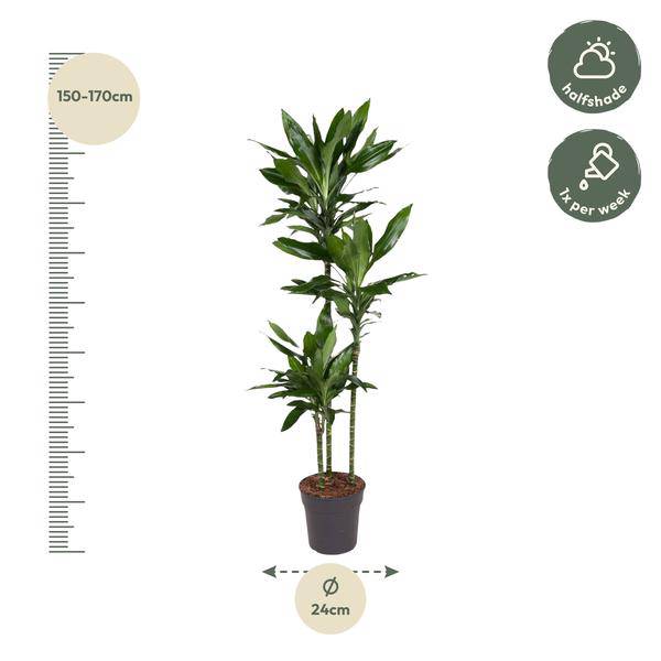 Drachenbaum – Dracaena Janet Lind 160cm – Ø24cm – Elegante Zimmerpflanze mit dunkelgrünen Blättern – Plant