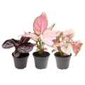 Zimmerpflanzen Set Ø6,5cm – pflegeleichtes Pflanzen Set für Urban Jungle, Fensterbank, Wohnzimmer & Büro – Plant