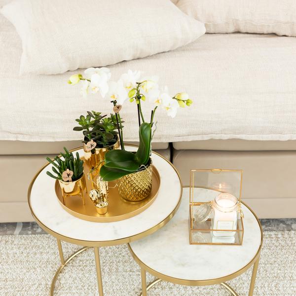 Weiße Phalaenopsis – Orchidee Amabilis + Diamant – Dekotopf gold Zimmerpflanze Ø9cm ↕40cm – blühende Orchidee für Wohnzimmer, Büro & helle Standorte – Plant