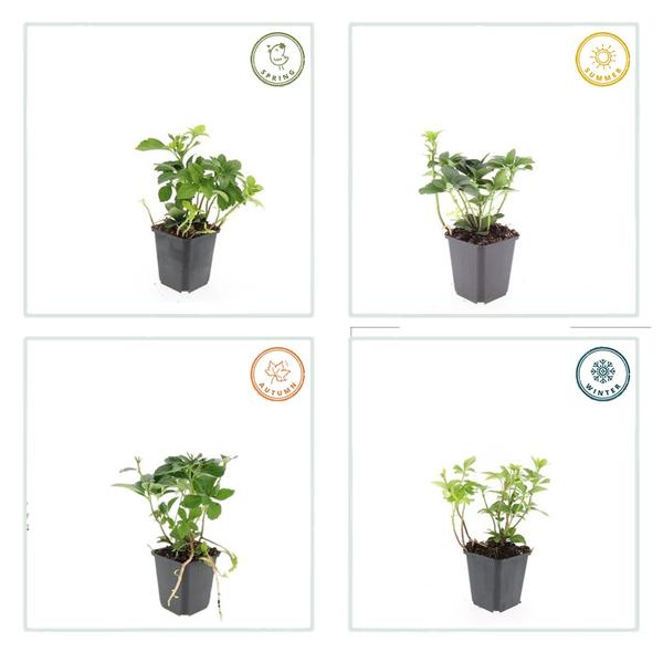 Japanischer Ysander Pachysandra terminalis – Immergrüner Bodendecker – Schattengarten – Pflegeleicht – Unkrautunterdrückend – Plant
