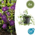 Immergrün – Vinca minor 'Atropurpurea' – ↕10-25cm – Ø9cm – Bodendecker mit lila Blüten – Sonne & Halbschatten – Pflegeleicht – Plant