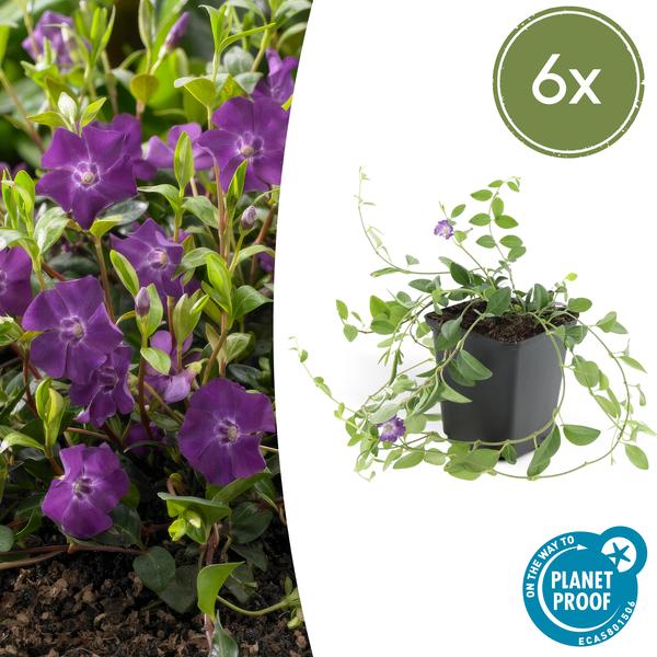 Immergrün – Vinca minor 'Atropurpurea' – ↕10-25cm – Ø9cm – Bodendecker mit lila Blüten – Sonne & Halbschatten – Pflegeleicht – Plant