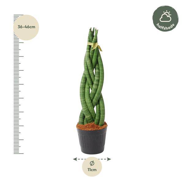 Sansevieria cylindrica Twist – Bogenhanf – pflegeleichte Zimmerpflanze – luftreinigend – ↕40cm – Ø10,5cm – Plant