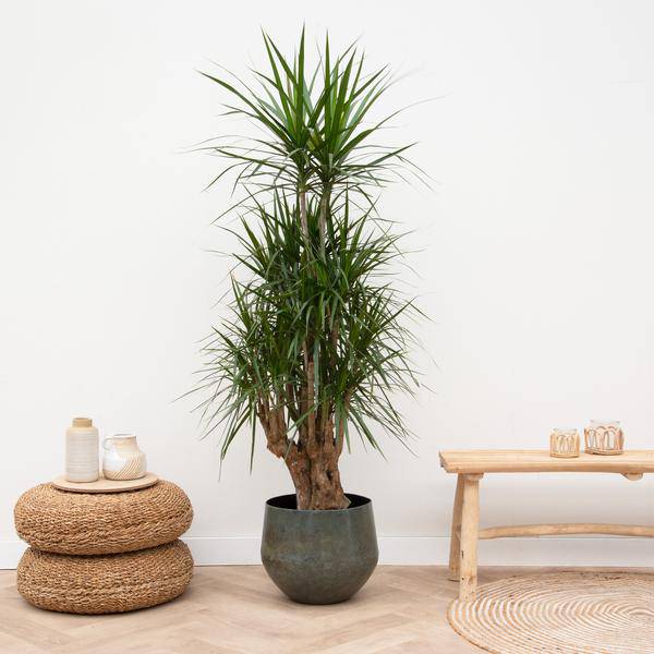 Drachenbaum Dracaena Anita Variegata Zimmerpflanze 190cm Große Grünpflan Zimmerpflanze ↕190cm – pflegeleichte Grünpflanze für Wohnzimmer, Büro – Plant