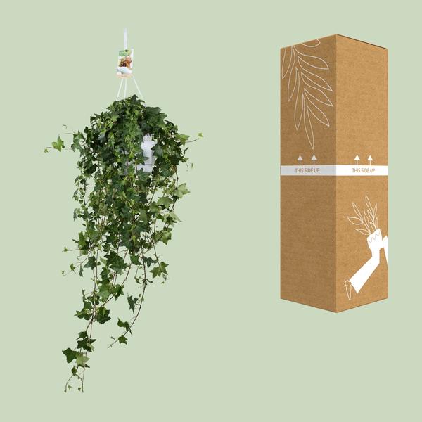 Hedera Helix Pitsburg – Efeu Hängepflanze – Zimmerpflanze – Ø17cm – ca. 45cm hoch – pflegeleichte Grünpflanze für Zuhause und Büro – Plant