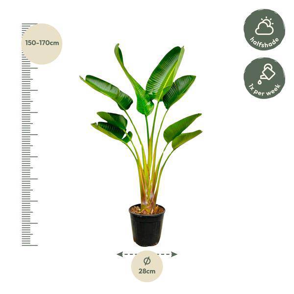 Baum – Strelitzie – Strelitzia Augusta – ca. 160cm hoch – Ø24cm – Exotische Zimmerpflanze mit großen Blättern – Plant