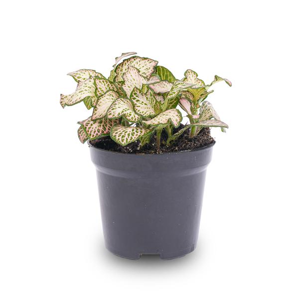 Fittonia Pink Tiger – Mosaikpflanze – Zimmerpflanze – Terrarienpflanze – Ø8,5cm – Tropische Pflanze mit rosa, weißen & grünen Blättern – Plant