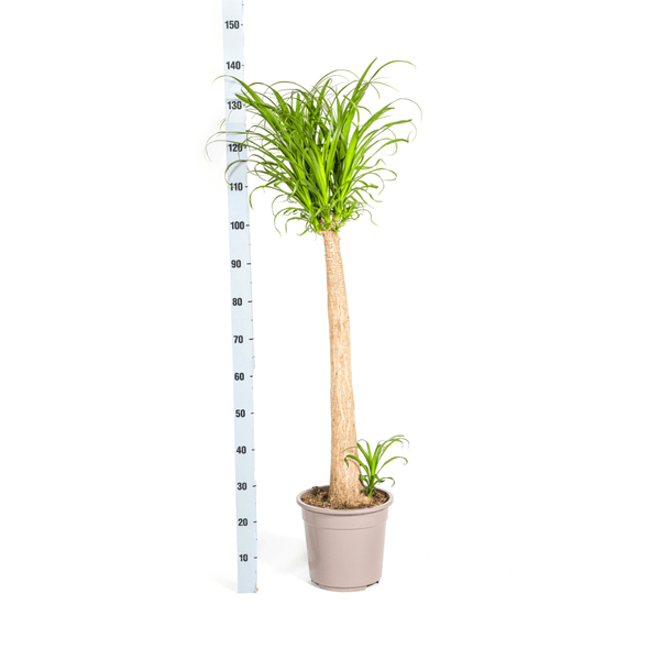 Beaucarnea Recurvata – Elefantenfuß – Zimmerpflanze – Ø27cm – ↕120cm – Pflegeleichte Sukkulente mit markantem Stamm – Luftreinigende Pflanze für Zuhause & Büro – Plant