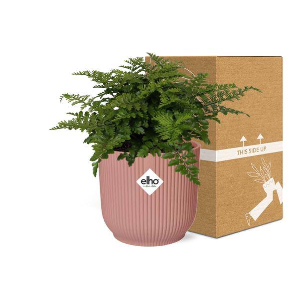 Nestfarn Asplenium Parvati Zimmerpflanze Ø14cm – pflegeleichte Grünpflanze für Wohnzimmer, Büro & helle Standorte kaufen – Plant