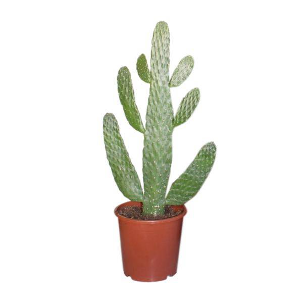 Feigenkaktus Opuntia Consolea – Zimmerpflanze Ø17cm ↕55cm – dekorativer pflegeleichter Kaktus für Wohnzimmer Büro Balkon – Plant