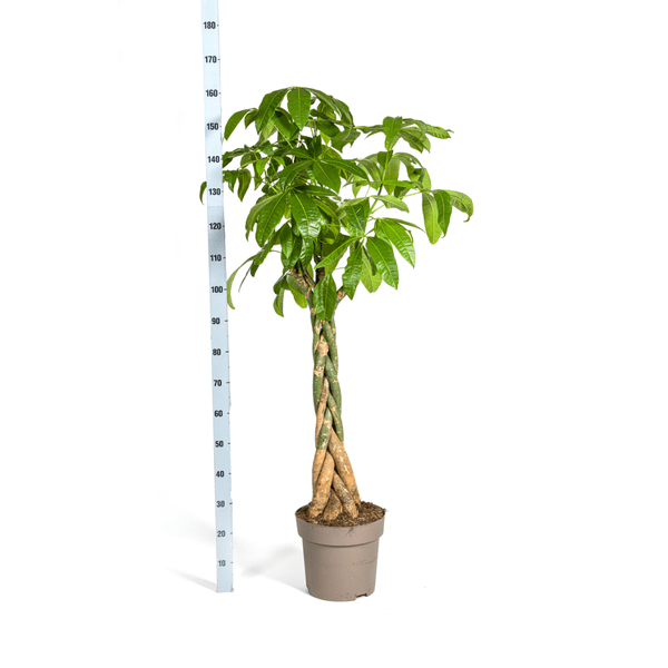 Glückskastanie – Pachira Aquatica – Zimmerpflanze – Ø30cm – Höhe 160-180cm – Geflochtener Stamm & glänzende Blätter – Exotisch & pflegeleicht – Plant