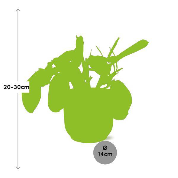 Pfeilwurz Maranta Leuconeura Fascinator Tricolor Zimmerpflanze Ø14cm ↕25cm mit dekorativem Übertopf – pflegeleichte Grünpflanze für Wohnzimmer – Plant