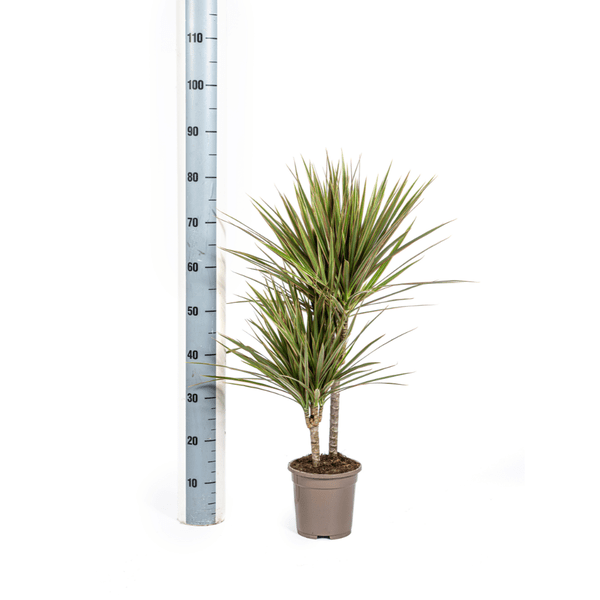 Drachenbaum – Dracaena Marginata Bicolor – Zimmerpflanze – Ø17cm – ↕60cm – Elegant & pflegeleicht – Plant