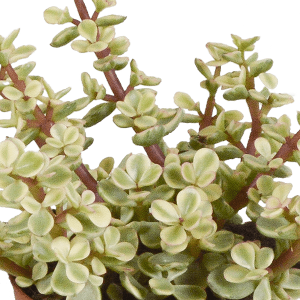 Crassula Mix – Dickblatt 3 Pflanzen – Ø8,5cm Zimmerpflanzen im Terrakotta – Topf – Verschiedene Sukkulenten im mediterranen Tontopf – Plant