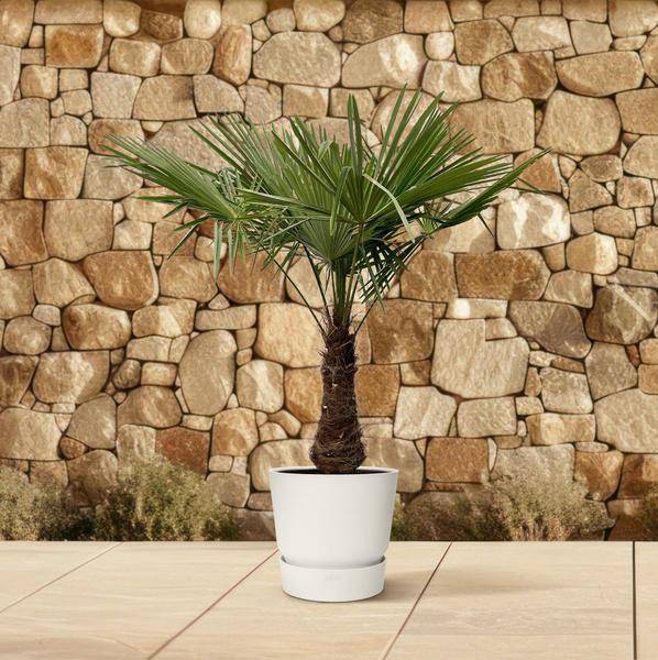 Hanfpalme Gartenpflanze Ø45cm ↕240cm – winterharte Pflanze für Garten, Balkon, Terrasse, Kübel & Beet online kaufen – Plant