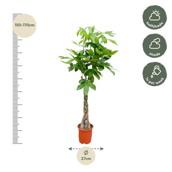 Glückskastanie – Pachira Aquatica – Zimmerpflanze 110cm – Ø21cm – Geldbaum mit geflochtenem Stamm – Exotische Grünpflanze für Wohnzimmer & Büro – Plant