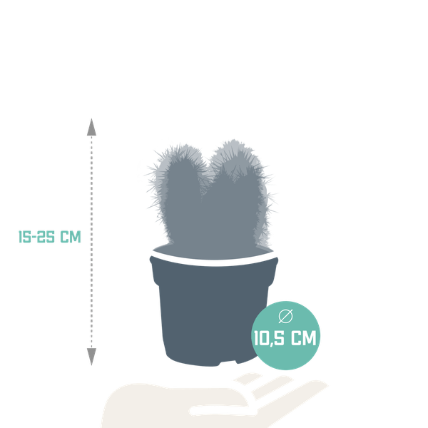 Cereus Mix – 3 Zimmerpflanzen – Ø10,5cm – Verschiedene Säulen – & Stabkakteen – Pflegeleichte Kakteen im Mix – Plant