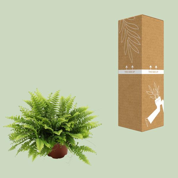 Nephrolepis Boston Green – Bostonfarn – Zimmerpflanze – Ø12cm – ↕20cm – Luftreinigende Hängepflanze für Innenräume – Plant