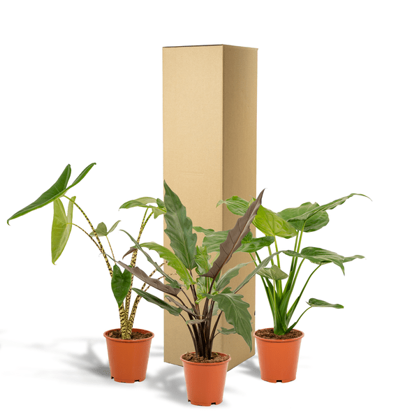 Alocasia Set Zebrina Ø19cm ↕75cm + Cucullata Ø19cm ↕60cm + Lauterbachiana Ø19cm ↕75cm – Tropische Zimmerpflanzen im 3er Set – Plant