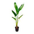 Baum – Strelitzie – Strelitzia Augusta – Zimmerpflanze – 210cm – Ø30cm – Weißer Paradiesvogel mit großen Blättern für Wohnzimmer und Büro – Plant