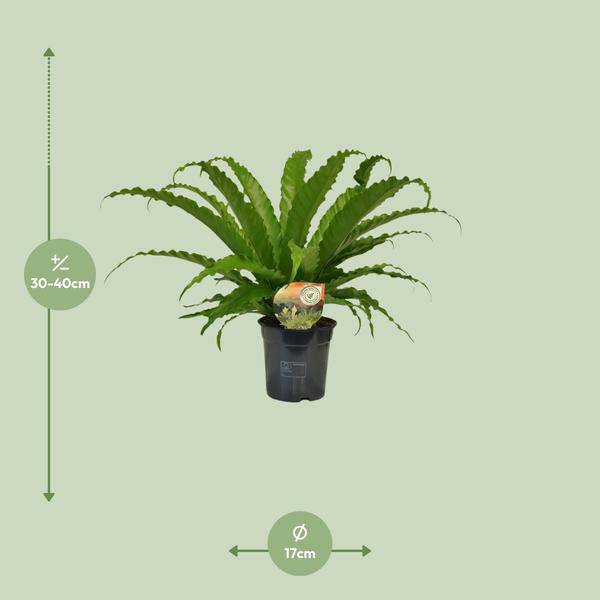Nestfarn – Asplenium Osaka – Zimmerpflanze – Ø17cm – ↕40cm – pflegeleichte Farnpflanze mit eleganten Wedeln – tropische Grünpflanze für Innenräume – Plant
