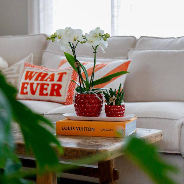 Set aus weißer Orchidee & Rhipsalis auf Bambustablett Zimmerpflanze – pflegeleichte Sukkulente für Wohnzimmer, Büro & helle Standorte kaufen – Plant