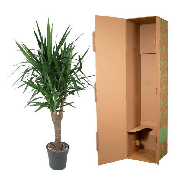 Palmlilie Yucca Elephantipes – Zimmerpflanze – Ø31cm – ↕150cm – Robuste, pflegeleichte Grünpflanze für Innen & Außen – Plant