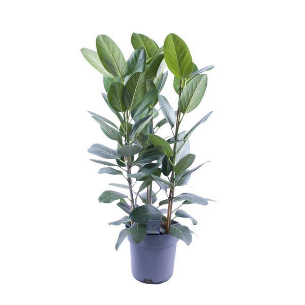 Banyanbaum – Ficus Audrey – 3 Pflanzen – Zimmerpflanze – Ø27cm – ↕105cm – Tropische Grünpflanze mit glänzenden Blättern – Pflegeleicht & dekorativ – Plant