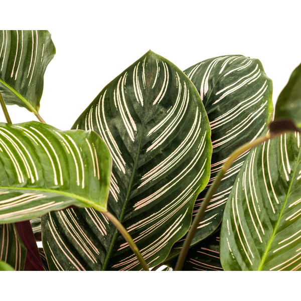Calathea Ornata Sanderiana – Korbmarante – Zimmerpflanze Ø27cm – ↕60-80cm – Tropische Innenpflanze mit pinken Streifen – Pflegeleicht & dekorativ – Plant