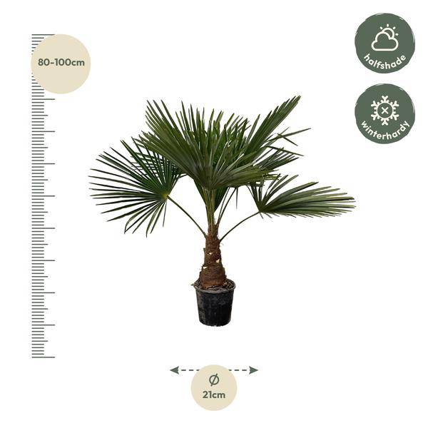 Hanfpalme – Trachycarpus 100cm – Ø21cm – Immergrüne Palme mit fächerförmigen Blättern – Pflegeleicht – Plant